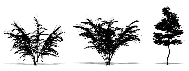Set or collection of Japanese Maple trees as a black silhouette on white background. Concept or conceptual vector for nature, planet, ecology and conservation, strength, endurance and  beauty
