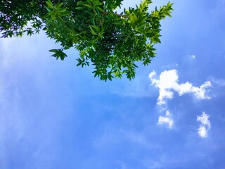 Beautiful bright blue sky againts green tree