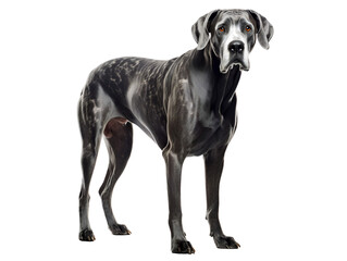 Great Dane, isolated on a transparent or white background