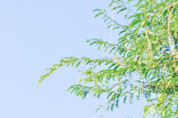 Tamarindus indica L, Indian date or Tamarind or FABACEAE or Tamarind tree and sky