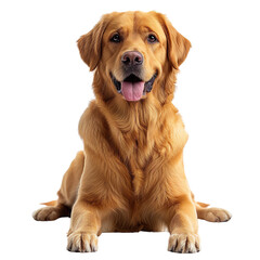 yellow labrador isolated on white background