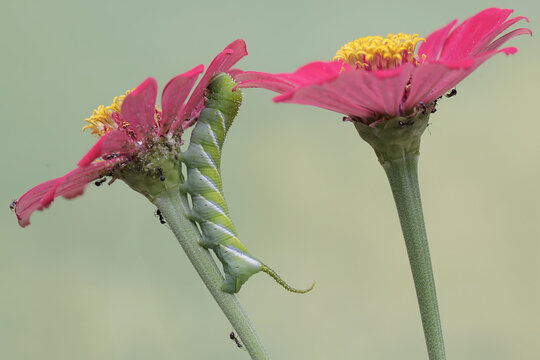 A tobacco hornworm is eating the flowers of a wild plant. This bright green insect has the scientific name Manduca sexta.