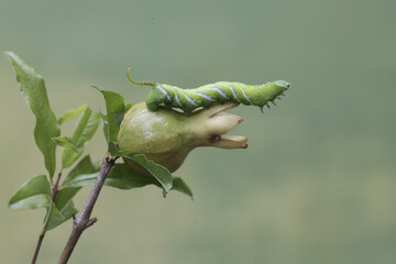 A tobacco hornworm is eating a young pomegranate. This bright green insect has the scientific name...