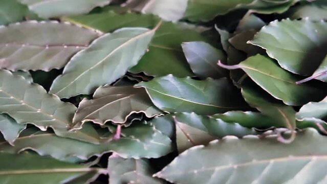 Seasoning bay leaf macro shot, close up. Bay Laurel Laurus nobilis