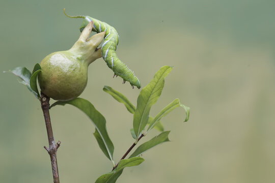 A tobacco hornworm is eating a young pomegranate. This bright green insect has the scientific name Manduca sexta.