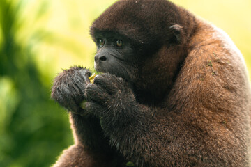 portrait of woolly monkey