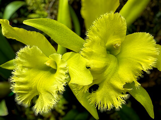 Two yellow/green orchids