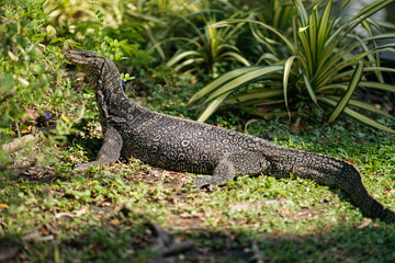 A large monitor lizard resting on a sunny patch in the grass.
