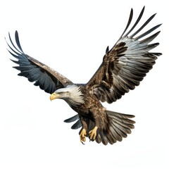 Flying bald eagle bird with big wings isolated on white background