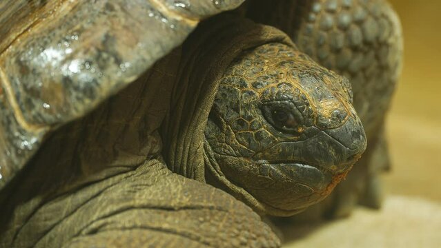 A giant turtle head hiding in it's shell