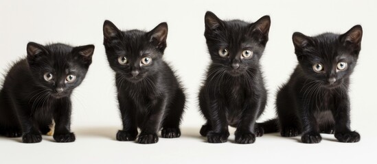 Photographs of a black kitten