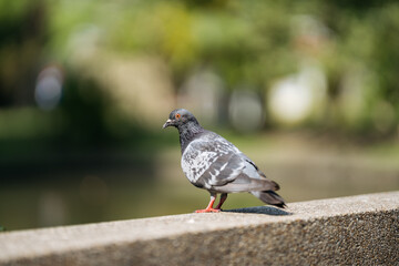 A pigeon standing on a ledge with a blurred water background.