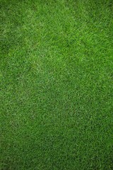 Green Grass Field Background 3