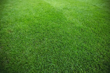 Green Grass Field Background 6