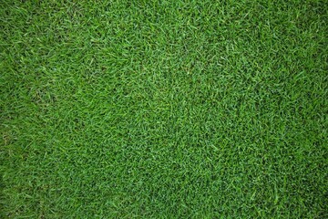 Green Grass Field Background