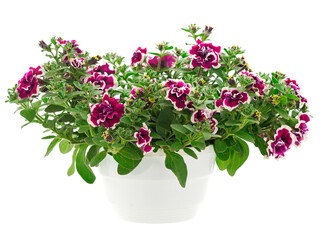 Bouquet of flowers petunia in a pot.