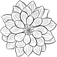 Dahlia flower outline illustration on transparent background