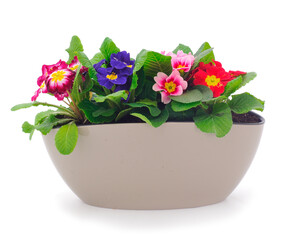 Primrose flowers in a pot.