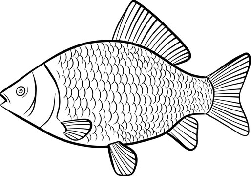 recommend clip art: crucian carp fish outline illustration, isolated