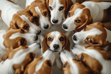 Pack Of Beagle Dogs