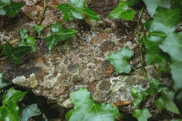 Stone Wall With Green Leaves 2