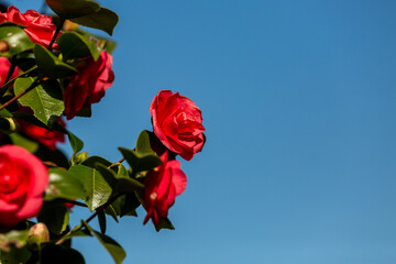 A camelia in bloom on a sunny spring day
