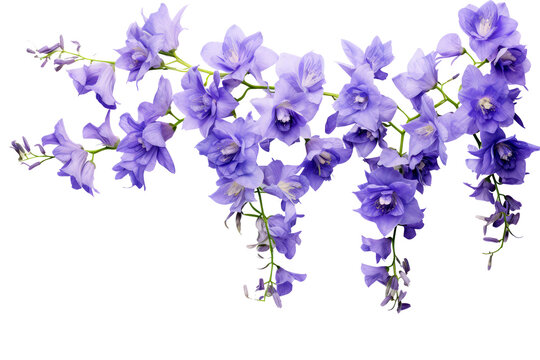 Beautiful larkspur flowers isolated on white