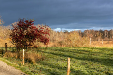 Obraz premium Beautiful arial view of the autumn landscape with a dramatic rain cloud and yellow trees illuminated by the sun.