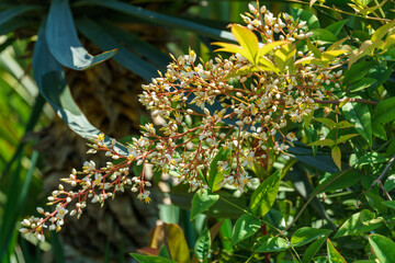 Graceful blossom of Sacred bamboo tree Nandina domestica. Heavenly Bamboo or Nanten with buds and flowers in spring garden. Selective focus.