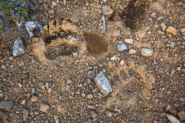 Bear paw trace on ground. Wild nature - 730088360