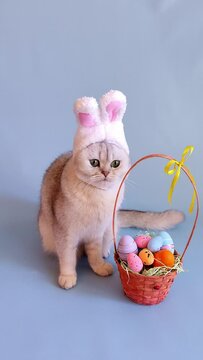 Adorable white cat in hat with bunny ears and Easter basket with colorful eggs on blue background