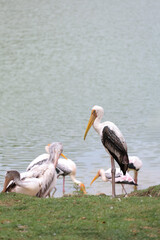 The Painted Stork bird (Mycteria leucocephala) in garden
