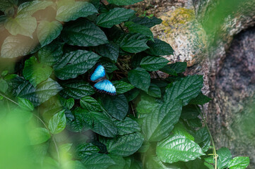 Morpho peleides butterfly, the Peleides blue morpho, common morpho or the emperor.