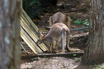 The kangaroo is rest in garden