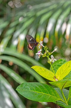Cattle heart butterfly perched on a flower. Parides iphidamas.