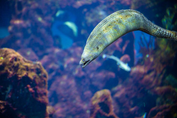 Moray Eel on a leather coral reef. Underwater image taken in an aquarium