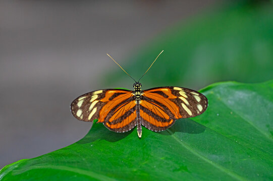 Butterfly-Heliconius ismenius, the Ismenius tiger or tiger heliconian, is a butterfly of the family Nymphalidae found in Central America and northern South America.