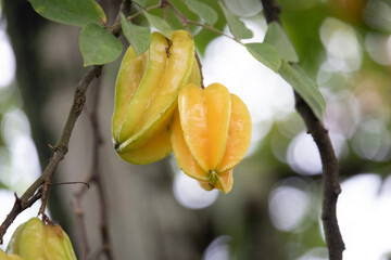 Cajá (hog plum) fruta exótica e saudável in natura na árvore © DeadCat