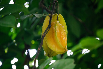 Cajá (hog plum) fruta exótica e saudável in natura na árvore © DeadCat