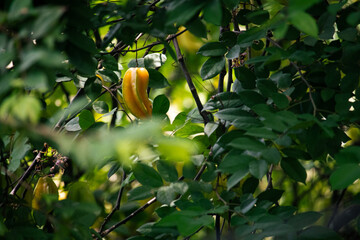Cajá (hog plum) fruta exótica e saudável in natura na árvore © DeadCat