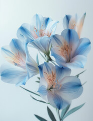 Fototapeta na wymiar bouquet of blue flowers on white background