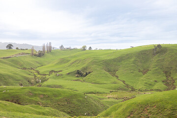 Fototapeta premium green meadow landscape with blue sky in clouds in north island of new zealand