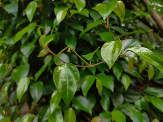Fototapeta na wymiar red betel leaf plant on a green plant background