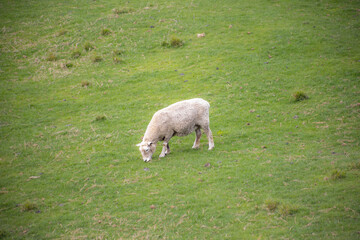 Fototapeta premium sheep grazing on green meadow in north island of new zealand