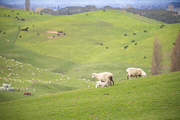 Obraz premium sheep grazing with lambs in green orchard on north island of new zealand