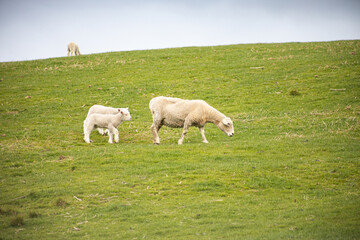 Fototapeta premium sheep grazing with lambs in green orchard on north island of new zealand