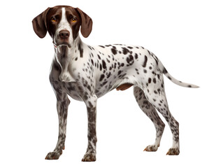 Spotted Pointer, isolated on a transparent or white background