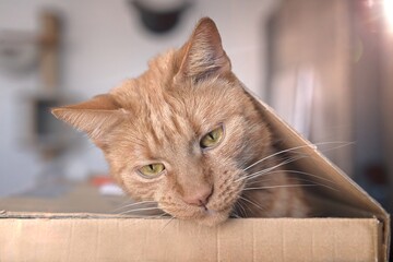 Funny ginger cat peeking out of a cardboard box.