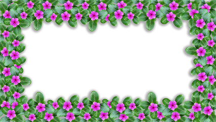 beautiful pink flower frame isolated on transparent background, vinca mega bloom
