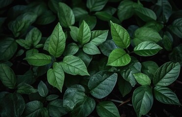 Fototapeta na wymiar Nature View Of Green Leaf Background, Dark Wallpaper Concept.